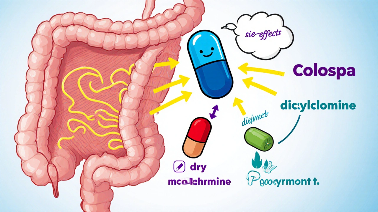 Hand‑drawn gut cross‑section showing how Colospa, dicyclomine, and peppermint oil act on muscles.